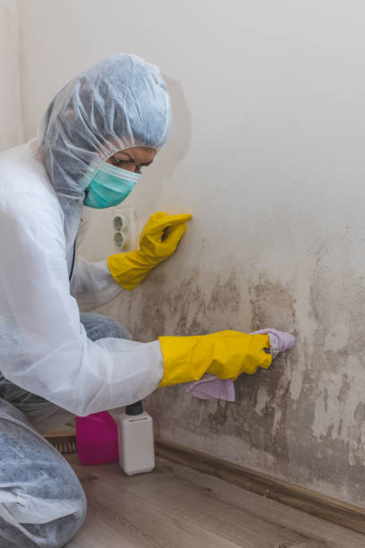Professional Mold Removal in Mukwonago, WI